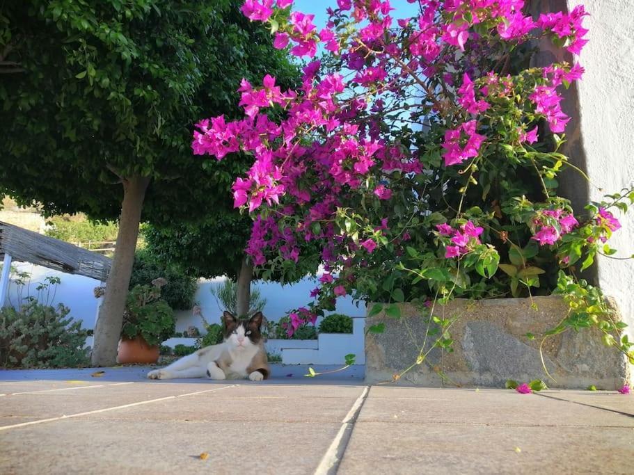 Casa Jardin. Vivienda Rural En Zona Tranquila. Lucainena de las Torres Exterior foto