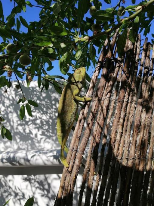 Casa Jardin. Vivienda Rural En Zona Tranquila. Lucainena de las Torres Exterior foto